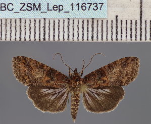  (Lophoptera sp. DS06MDG - BC_ZSM_Lep_116737)  @11 [ ] by-nc-sa (2024) SNSB, Staatliche Naturwissenschaftliche Sammlungen Bayerns ZSM (SNSB, Zoologische Staatssammlung Muenchen)