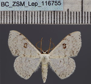  ( - BC_ZSM_Lep_116755)  @11 [ ] by-nc-sa (2024) SNSB, Staatliche Naturwissenschaftliche Sammlungen Bayerns ZSM (SNSB, Zoologische Staatssammlung Muenchen)