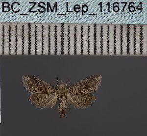  ( - BC_ZSM_Lep_116764)  @11 [ ] by-nc-sa (2024) SNSB, Staatliche Naturwissenschaftliche Sammlungen Bayerns ZSM (SNSB, Zoologische Staatssammlung Muenchen)