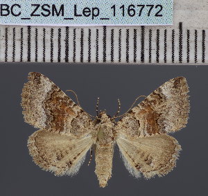  (Tytroca fasciata - BC_ZSM_Lep_116772)  @11 [ ] by-nc-sa (2024) SNSB, Staatliche Naturwissenschaftliche Sammlungen Bayerns ZSM (SNSB, Zoologische Staatssammlung Muenchen)