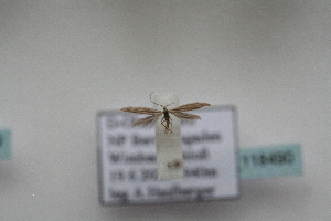  ( - BC_ZSM_Lep_118490)  @11 [ ] by-nc-sa (2024) SNSB, Staatliche Naturwissenschaftliche Sammlungen Bayerns ZSM (SNSB, Zoologische Staatssammlung Muenchen)