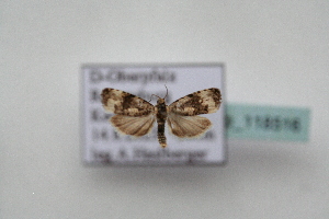  ( - BC_ZSM_Lep_118516)  @11 [ ] by-nc-sa (2024) SNSB, Staatliche Naturwissenschaftliche Sammlungen Bayerns ZSM (SNSB, Zoologische Staatssammlung Muenchen)