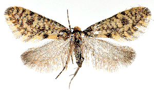 (Bankesia spungonella - BC_ZSM_Lep_119569)  @11 [ ] by-nc-sa (2024) SNSB, Staatliche Naturwissenschaftliche Sammlungen Bayerns ZSM (SNSB, Zoologische Staatssammlung Muenchen)