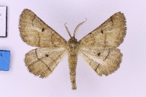  ( - BC_ZSM_Lep_119615)  @11 [ ] by-nc-sa (2024) SNSB, Staatliche Naturwissenschaftliche Sammlungen Bayerns ZSM (SNSB, Zoologische Staatssammlung Muenchen)
