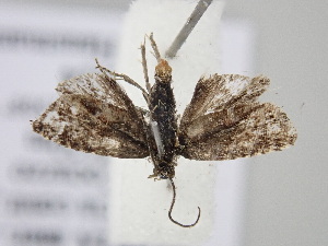  ( - BC_ZSM_Lep_119691)  @11 [ ] by-nc-sa (2024) SNSB, Staatliche Naturwissenschaftliche Sammlungen Bayerns ZSM (SNSB, Zoologische Staatssammlung Muenchen)