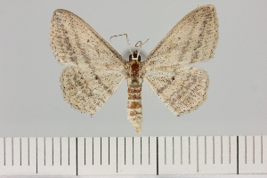  ( - BC_ZSM_Lep_119720)  @11 [ ] by-nc-sa (2024) SNSB, Staatliche Naturwissenschaftliche Sammlungen Bayerns ZSM (SNSB, Zoologische Staatssammlung Muenchen)