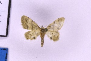  ( - BC_ZSM_Lep_119755)  @11 [ ] by-nc-sa (2024) SNSB, Staatliche Naturwissenschaftliche Sammlungen Bayerns ZSM (SNSB, Zoologische Staatssammlung Muenchen)