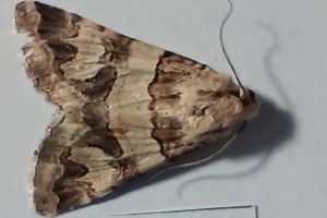  ( - BC_ZSM_Lep_120352)  @11 [ ] by-nc-sa (2024) SNSB, Staatliche Naturwissenschaftliche Sammlungen Bayerns ZSM (SNSB, Zoologische Staatssammlung Muenchen)