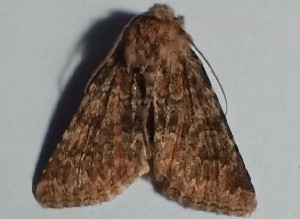  ( - BC_ZSM_Lep_120357)  @11 [ ] by-nc-sa (2024) SNSB, Staatliche Naturwissenschaftliche Sammlungen Bayerns ZSM (SNSB, Zoologische Staatssammlung Muenchen)