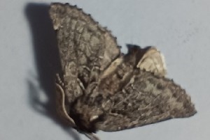  ( - BC_ZSM_Lep_120358)  @11 [ ] by-nc-sa (2024) SNSB, Staatliche Naturwissenschaftliche Sammlungen Bayerns ZSM (SNSB, Zoologische Staatssammlung Muenchen)