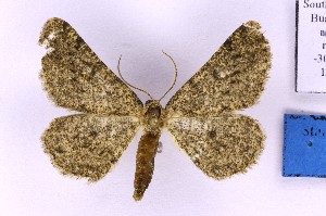 ( - BC_ZSM_Lep_120393)  @11 [ ] by-nc-sa (2024) SNSB, Staatliche Naturwissenschaftliche Sammlungen Bayerns ZSM (SNSB, Zoologische Staatssammlung Muenchen)
