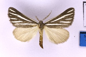 ( - BC_ZSM_Lep_120399)  @11 [ ] by-nc-sa (2024) SNSB, Staatliche Naturwissenschaftliche Sammlungen Bayerns ZSM (SNSB, Zoologische Staatssammlung Muenchen)