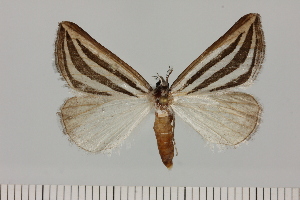  ( - BC_ZSM_Lep_120406)  @11 [ ] by-nc-sa (2024) SNSB, Staatliche Naturwissenschaftliche Sammlungen Bayerns ZSM (SNSB, Zoologische Staatssammlung Muenchen)