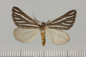  ( - BC_ZSM_Lep_120410)  @11 [ ] by-nc-sa (2024) SNSB, Staatliche Naturwissenschaftliche Sammlungen Bayerns ZSM (SNSB, Zoologische Staatssammlung Muenchen)