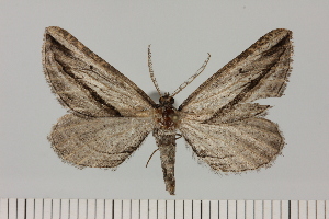  ( - BC_ZSM_Lep_120413)  @11 [ ] by-nc-sa (2024) SNSB, Staatliche Naturwissenschaftliche Sammlungen Bayerns ZSM (SNSB, Zoologische Staatssammlung Muenchen)