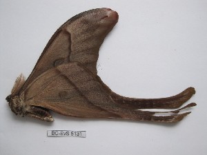  ( - BC-EVS-5131)  @11 [ ] by-nc-sa (2025) SNSB, Staatliche Naturwissenschaftliche Sammlungen Bayerns ZSM (SNSB, Zoologische Staatssammlung Muenchen)