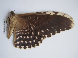  (Thysania pomponia - BC-EVS-5132)  @11 [ ] by-nc-sa (2025) SNSB, Staatliche Naturwissenschaftliche Sammlungen Bayerns ZSM (SNSB, Zoologische Staatssammlung Muenchen)