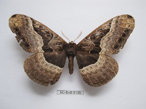  ( - BC-EVS-5135)  @11 [ ] by-nc-sa (2025) SNSB, Staatliche Naturwissenschaftliche Sammlungen Bayerns ZSM (SNSB, Zoologische Staatssammlung Muenchen)
