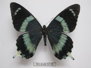  ( - BC-EVS-5136)  @11 [ ] by-nc-sa (2025) SNSB, Staatliche Naturwissenschaftliche Sammlungen Bayerns ZSM (SNSB, Zoologische Staatssammlung Muenchen)