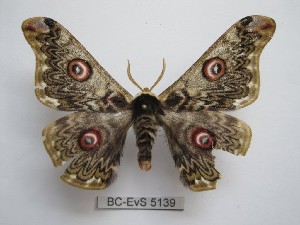  ( - BC-EVS-5139)  @11 [ ] by-nc-sa (2025) SNSB, Staatliche Naturwissenschaftliche Sammlungen Bayerns ZSM (SNSB, Zoologische Staatssammlung Muenchen)