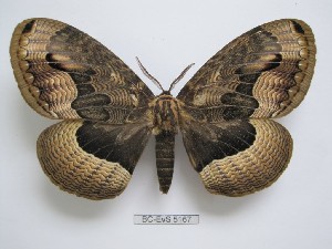  ( - BC-EVS-5167)  @11 [ ] by-nc-sa (2025) SNSB, Staatliche Naturwissenschaftliche Sammlungen Bayerns ZSM (SNSB, Zoologische Staatssammlung Muenchen)