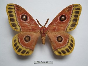  ( - BC-EVS-5217)  @11 [ ] by-nc-sa (2025) SNSB, Staatliche Naturwissenschaftliche Sammlungen Bayerns ZSM (SNSB, Zoologische Staatssammlung Muenchen)
