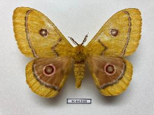  (Bunaeopsis hersilloides - BC-EVS-5333)  @11 [ ] by-nc-sa (2025) SNSB, Staatliche Naturwissenschaftliche Sammlungen Bayerns ZSM (SNSB, Zoologische Staatssammlung Muenchen)