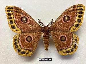  ( - BC-EVS-5336)  @11 [ ] by-nc-sa (2025) SNSB, Staatliche Naturwissenschaftliche Sammlungen Bayerns ZSM (SNSB, Zoologische Staatssammlung Muenchen)