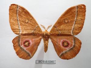  ( - BC-EVS-5340)  @11 [ ] by-nc-sa (2025) SNSB, Staatliche Naturwissenschaftliche Sammlungen Bayerns ZSM (SNSB, Zoologische Staatssammlung Muenchen)