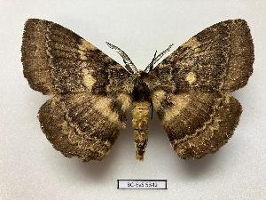  ( - BC-EVS-5342)  @11 [ ] by-nc-sa (2025) SNSB, Staatliche Naturwissenschaftliche Sammlungen Bayerns ZSM (SNSB, Zoologische Staatssammlung Muenchen)