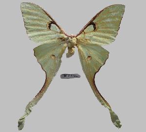  (Actias maenas - BC-EVS-5367)  @11 [ ] by-nc-sa (2025) SNSB, Staatliche Naturwissenschaftliche Sammlungen Bayerns ZSM (SNSB, Zoologische Staatssammlung Muenchen)
