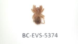  ( - BC-EVS-5374)  @11 [ ] by-nc-sa (2025) SNSB, Staatliche Naturwissenschaftliche Sammlungen Bayerns ZSM (SNSB, Zoologische Staatssammlung Muenchen)