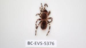  ( - BC-EVS-5376)  @11 [ ] by-nc-sa (2025) SNSB, Staatliche Naturwissenschaftliche Sammlungen Bayerns ZSM (SNSB, Zoologische Staatssammlung Muenchen)