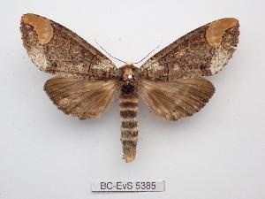  ( - BC-EVS-5385)  @11 [ ] by-nc-sa (2025) SNSB, Staatliche Naturwissenschaftliche Sammlungen Bayerns ZSM (SNSB, Zoologische Staatssammlung Muenchen)