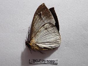  ( - BC-EVS-5389)  @11 [ ] by-nc-sa (2025) SNSB, Staatliche Naturwissenschaftliche Sammlungen Bayerns ZSM (SNSB, Zoologische Staatssammlung Muenchen)
