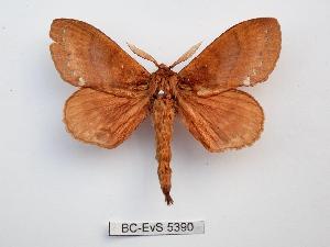 ( - BC-EVS-5390)  @11 [ ] by-nc-sa (2025) SNSB, Staatliche Naturwissenschaftliche Sammlungen Bayerns ZSM (SNSB, Zoologische Staatssammlung Muenchen)