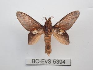  ( - BC-EVS-5394)  @11 [ ] by-nc-sa (2025) SNSB, Staatliche Naturwissenschaftliche Sammlungen Bayerns ZSM (SNSB, Zoologische Staatssammlung Muenchen)