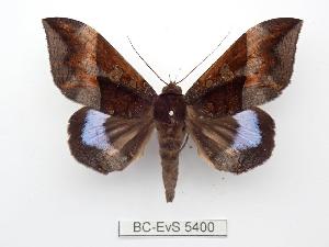  ( - BC-EVS-5400)  @11 [ ] by-nc-sa (2025) SNSB, Staatliche Naturwissenschaftliche Sammlungen Bayerns ZSM (SNSB, Zoologische Staatssammlung Muenchen)
