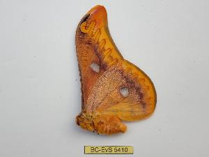  ( - BC-EVS-5410)  @11 [ ] by-nc-sa (2025) SNSB, Staatliche Naturwissenschaftliche Sammlungen Bayerns ZSM (SNSB, Zoologische Staatssammlung Muenchen)