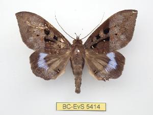  ( - BC-EVS-5414)  @11 [ ] by-nc-sa (2025) SNSB, Staatliche Naturwissenschaftliche Sammlungen Bayerns ZSM (SNSB, Zoologische Staatssammlung Muenchen)