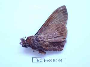  ( - BC-EVS-5444)  @11 [ ] by-nc-sa (2025) SNSB, Staatliche Naturwissenschaftliche Sammlungen Bayerns ZSM (SNSB, Zoologische Staatssammlung Muenchen)
