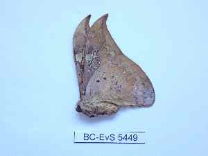  ( - BC-EVS-5449)  @11 [ ] by-nc-sa (2025) SNSB, Staatliche Naturwissenschaftliche Sammlungen Bayerns ZSM (SNSB, Zoologische Staatssammlung Muenchen)