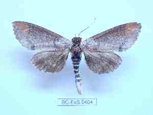  ( - BC-EVS-5464)  @11 [ ] by-nc-sa (2025) SNSB, Staatliche Naturwissenschaftliche Sammlungen Bayerns ZSM (SNSB, Zoologische Staatssammlung Muenchen)