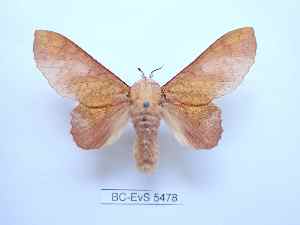  ( - BC-EVS-5478)  @11 [ ] by-nc-sa (2025) SNSB, Staatliche Naturwissenschaftliche Sammlungen Bayerns ZSM (SNSB, Zoologische Staatssammlung Muenchen)