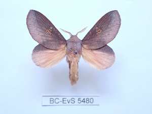  ( - BC-EVS-5480)  @11 [ ] by-nc-sa (2025) SNSB, Staatliche Naturwissenschaftliche Sammlungen Bayerns ZSM (SNSB, Zoologische Staatssammlung Muenchen)