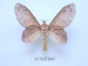  ( - BC-EVS-5481)  @11 [ ] by-nc-sa (2025) SNSB, Staatliche Naturwissenschaftliche Sammlungen Bayerns ZSM (SNSB, Zoologische Staatssammlung Muenchen)