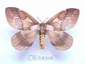  ( - BC-EVS-5506)  @11 [ ] by-nc-sa (2025) SNSB, Staatliche Naturwissenschaftliche Sammlungen Bayerns ZSM (SNSB, Zoologische Staatssammlung Muenchen)