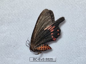 ( - BC-EVS-5525)  @11 [ ] by-nc-sa (2025) SNSB, Staatliche Naturwissenschaftliche Sammlungen Bayerns ZSM (SNSB, Zoologische Staatssammlung Muenchen)