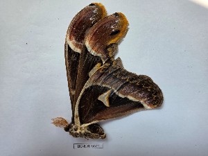  ( - BC-EVS-5527)  @11 [ ] by-nc-sa (2025) SNSB, Staatliche Naturwissenschaftliche Sammlungen Bayerns ZSM (SNSB, Zoologische Staatssammlung Muenchen)