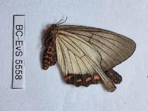  (Epicopeia hansenii - BC-EVS-5558)  @11 [ ] by-nc-sa (2025) SNSB, Staatliche Naturwissenschaftliche Sammlungen Bayerns ZSM (SNSB, Zoologische Staatssammlung Muenchen)
